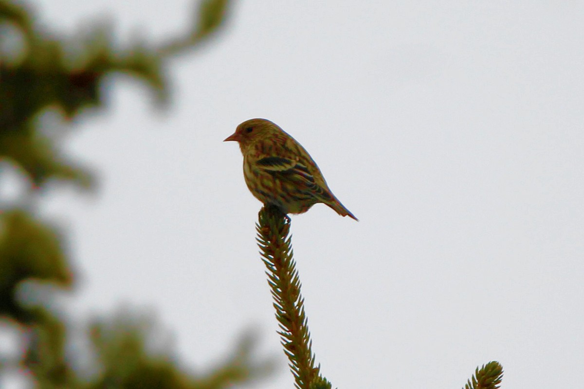 Pine Siskin - ML652942317