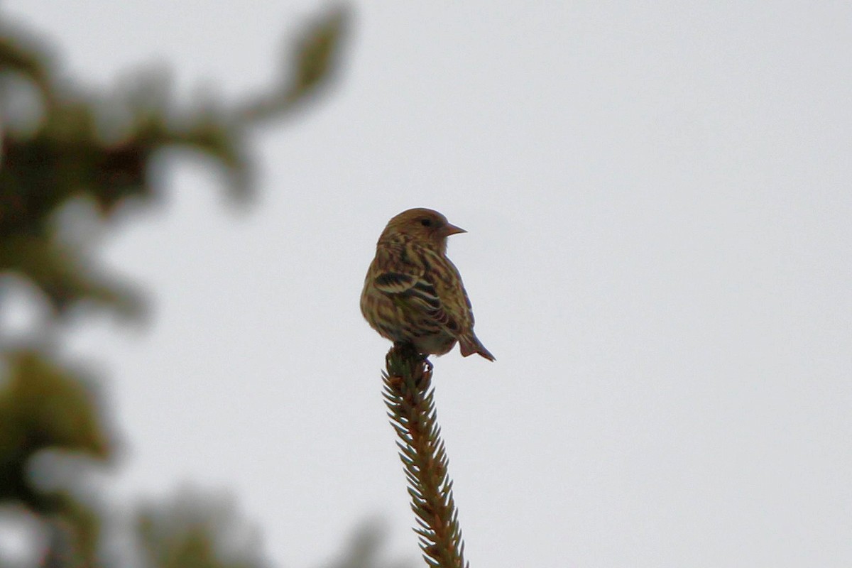 Pine Siskin - ML652942368