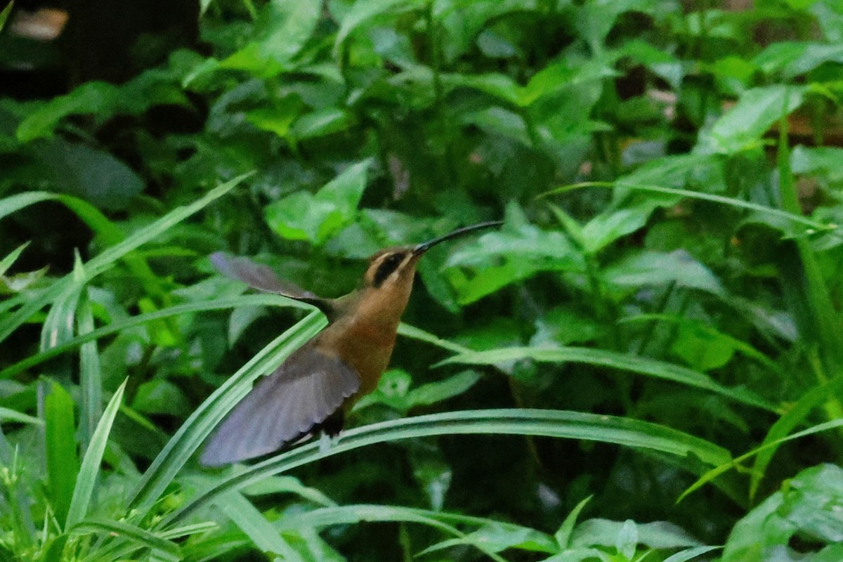 Planalto Hermiti - ML652942583