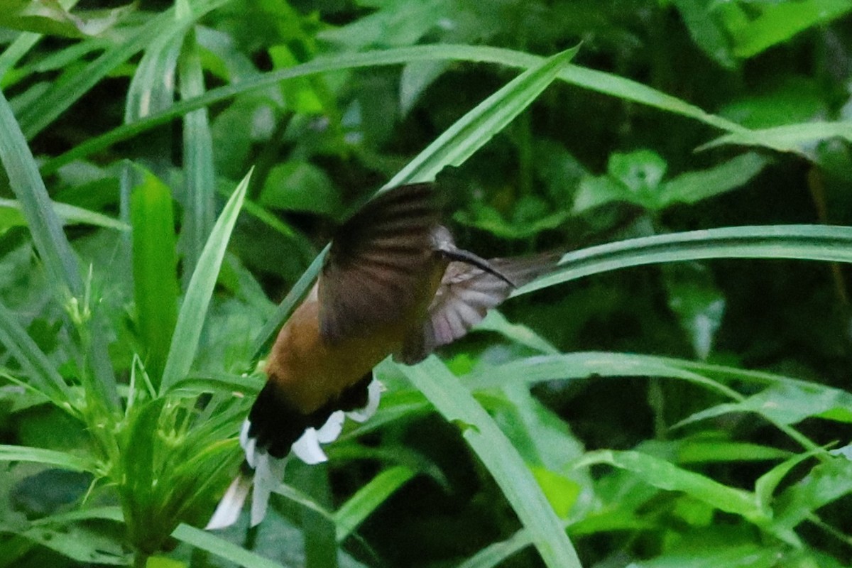 Planalto Hermiti - ML652942584