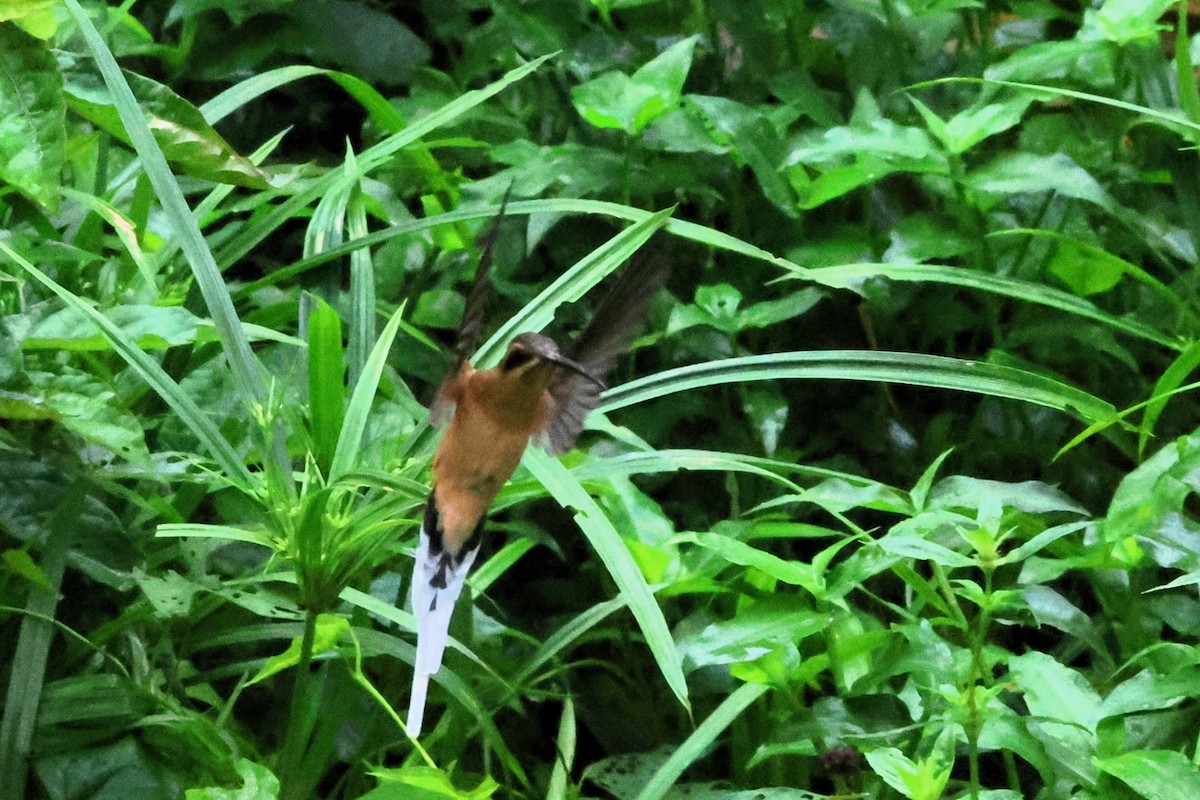 Planalto Hermiti - ML652942585