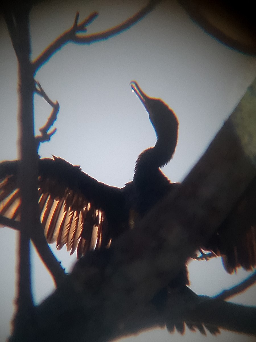 Неотропический баклан - ML652942702