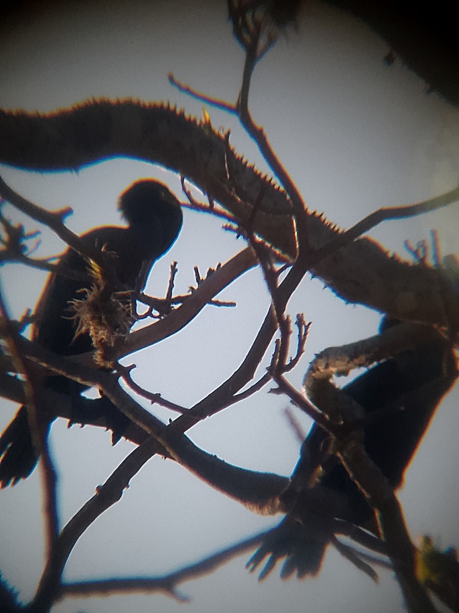 Неотропический баклан - ML652942785