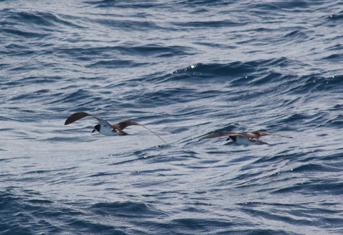 Brai galapagoarra - ML652942812