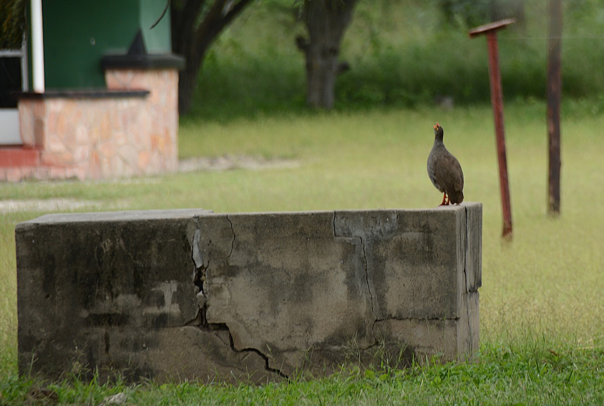 Красноклювый франколин - ML652942831