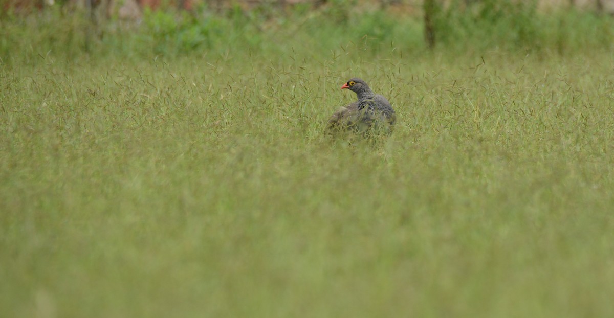 Красноклювый франколин - ML652942832