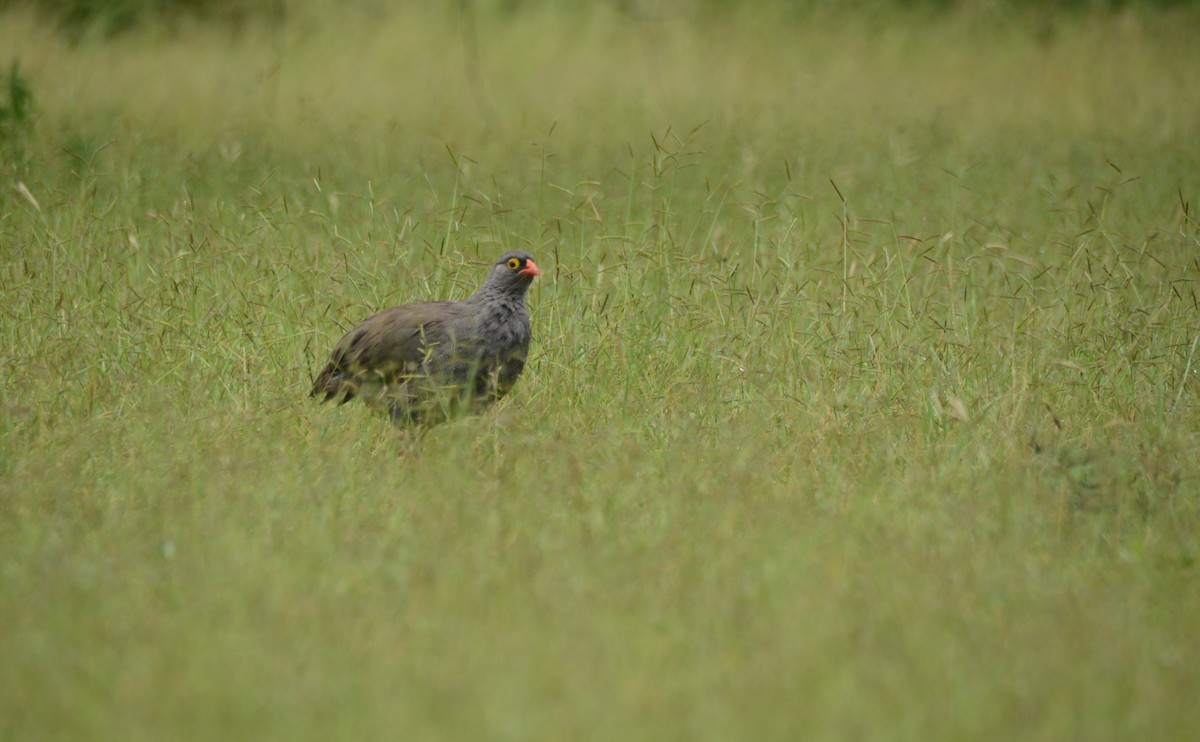 Красноклювый франколин - ML652942833