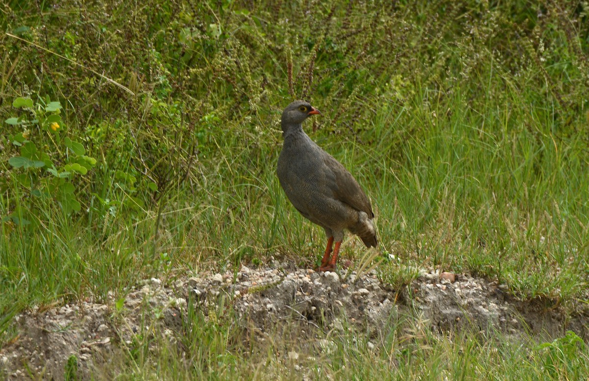 Красноклювый франколин - ML652942834