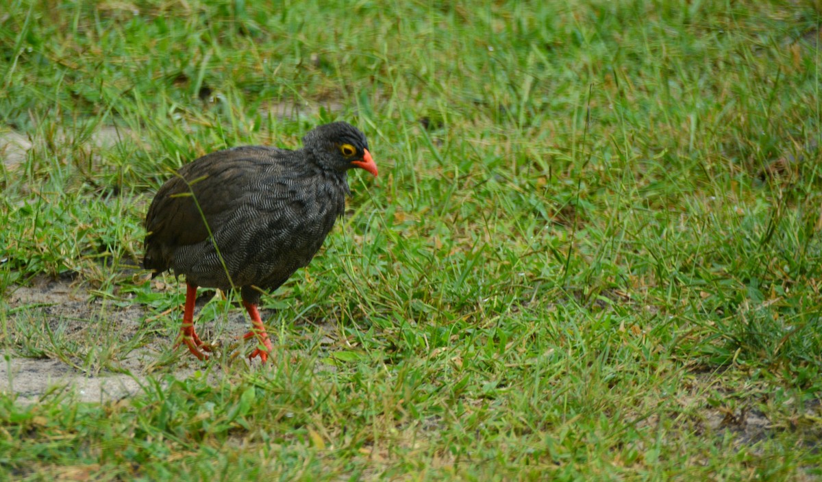 Красноклювый франколин - ML652942835