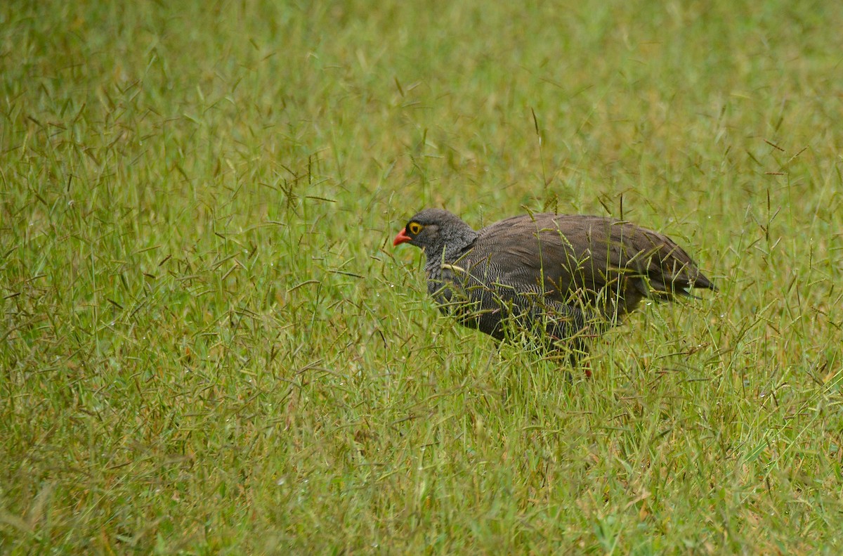Красноклювый франколин - ML652942836