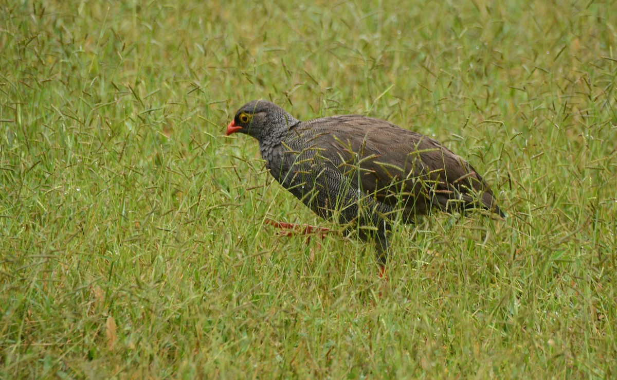 Красноклювый франколин - ML652942837