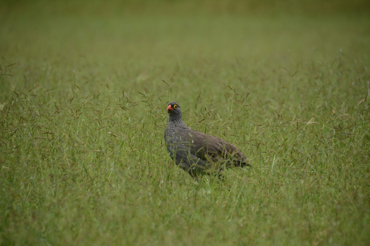 Красноклювый франколин - ML652942838