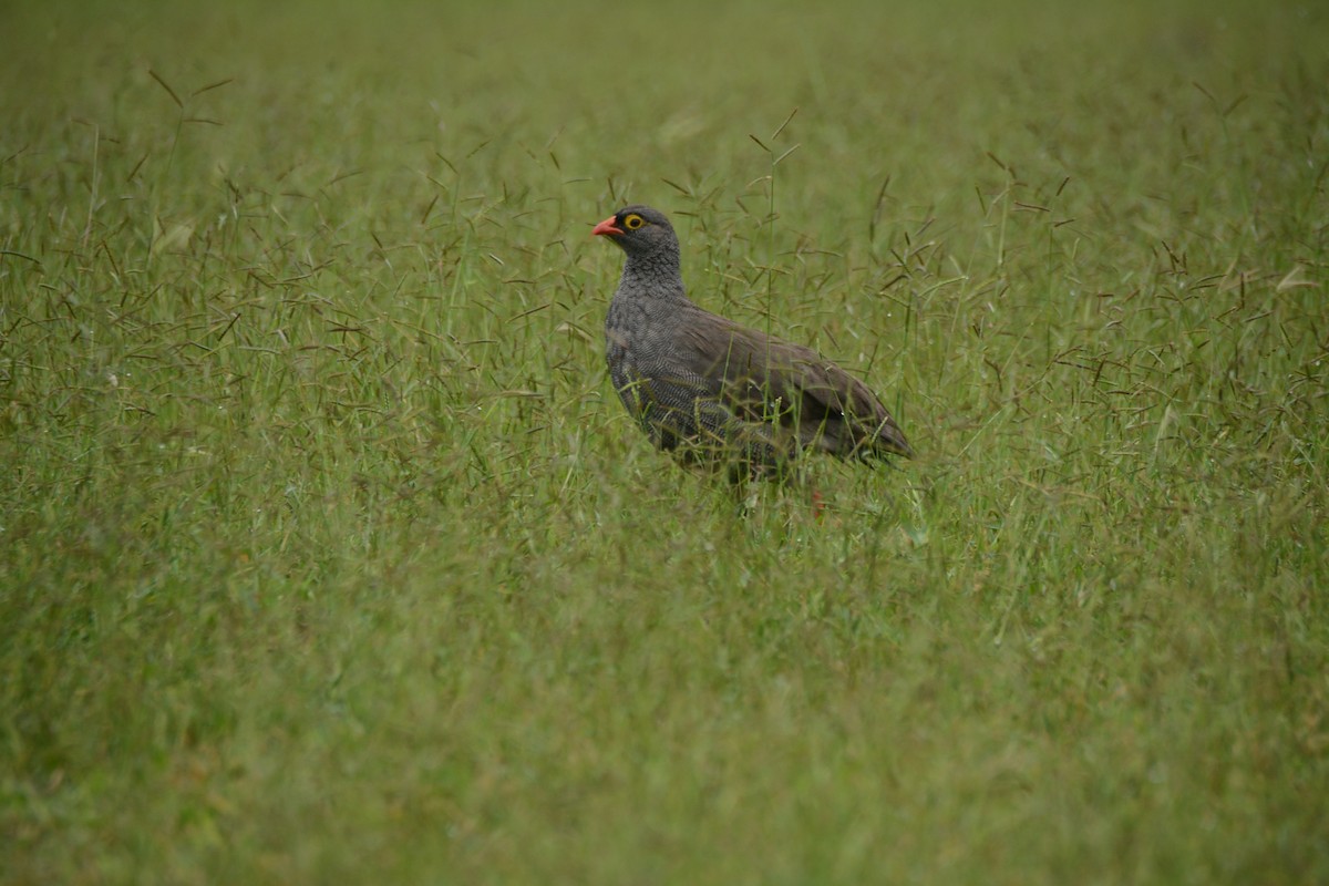 Красноклювый франколин - ML652942839