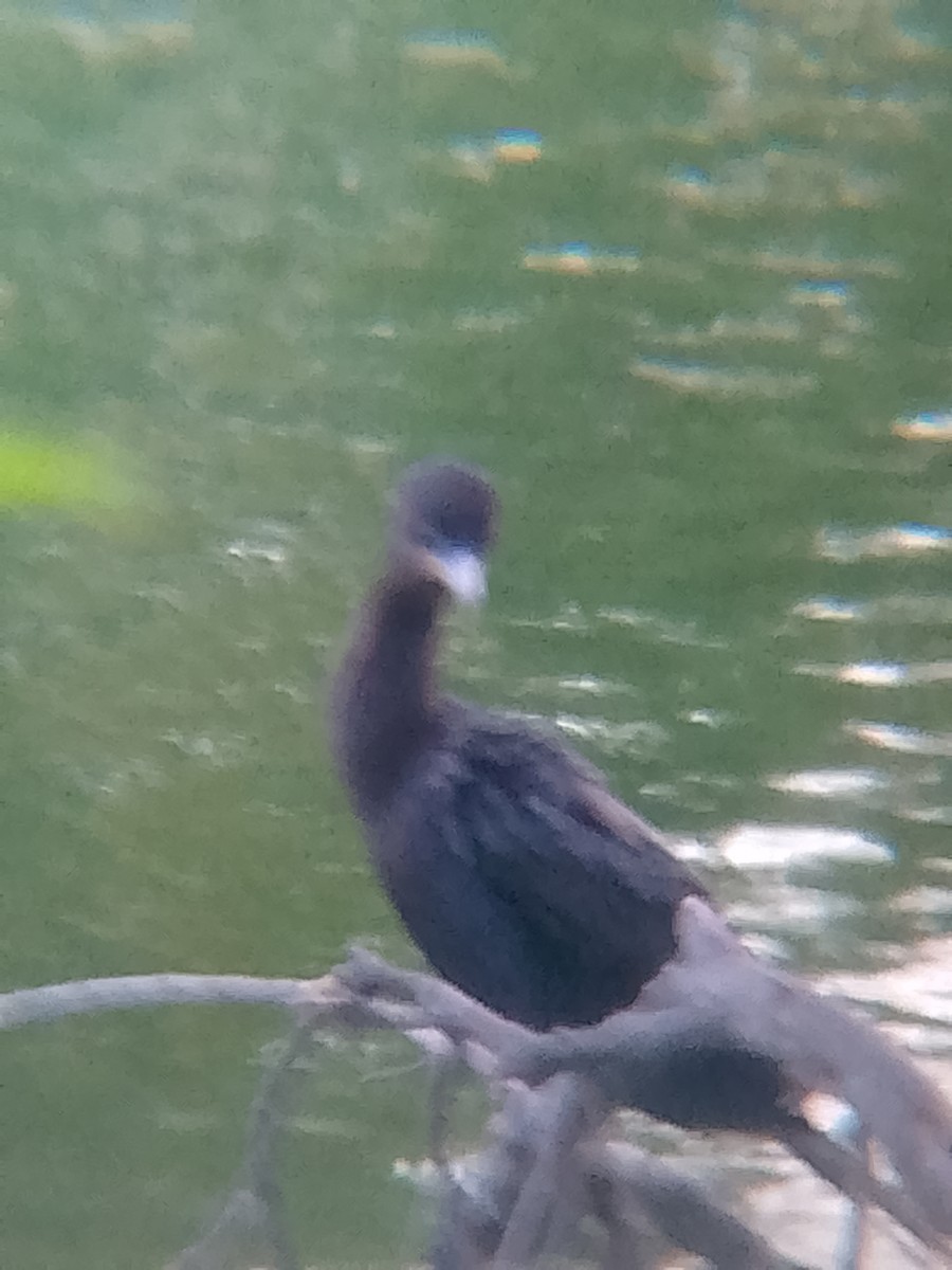 Неотропический баклан - ML652942846