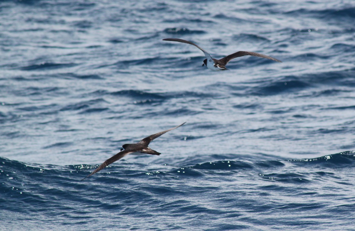 Brai galapagoarra - ML652942868