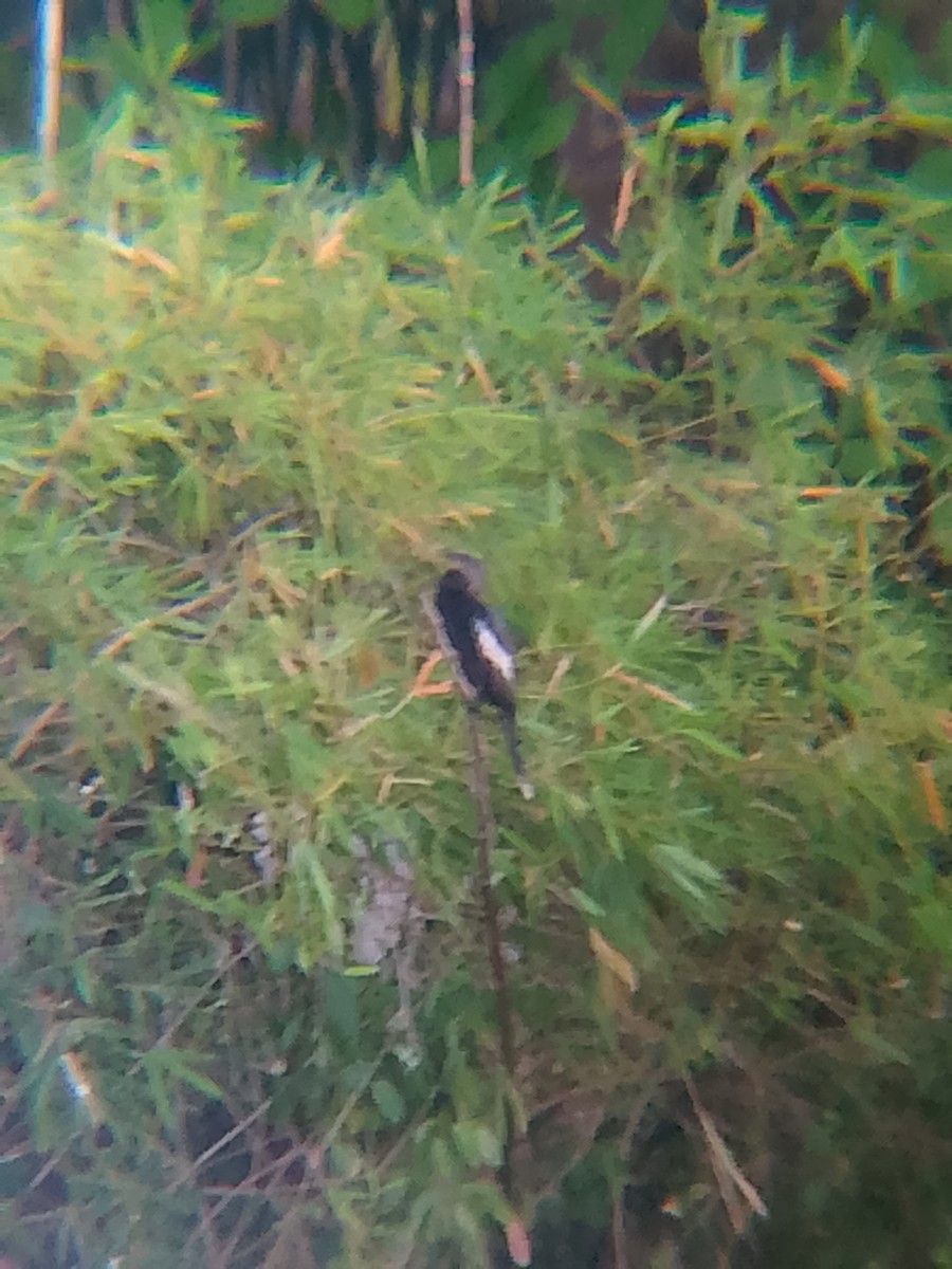 Американская змеешейка - ML652942901