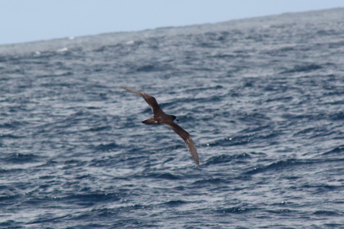 Brai galapagoarra - ML652942913