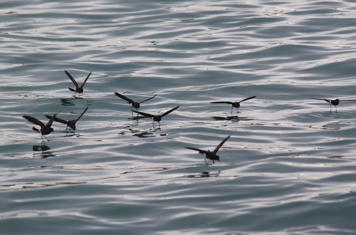 Elliot's Storm-Petrel - ML652942934