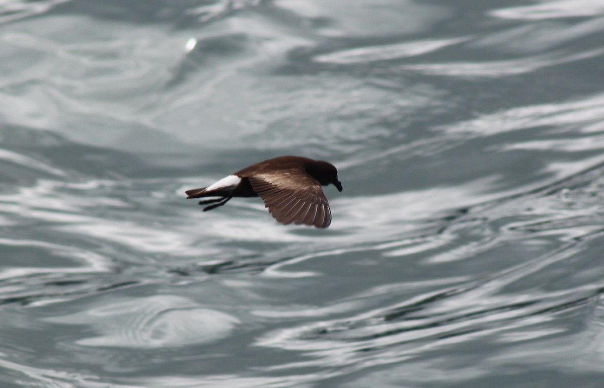 Wedge-rumped Storm-Petrel - ML652942965