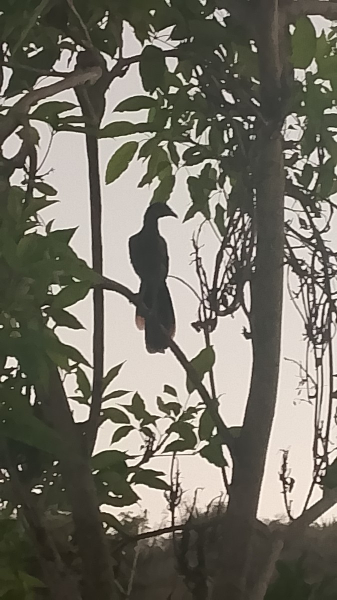 Краснохвостая чачалака - ML652942980