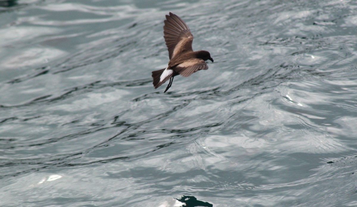 Wedge-rumped Storm-Petrel - ML652942992