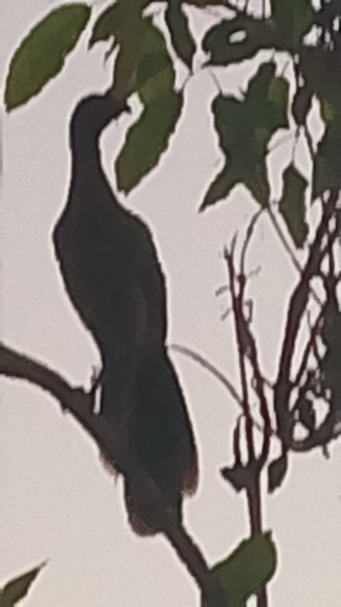 Краснохвостая чачалака - ML652943020