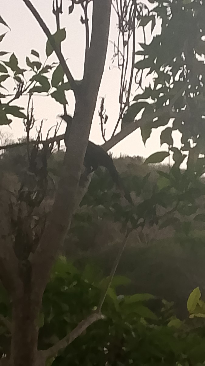 Краснохвостая чачалака - ML652943054