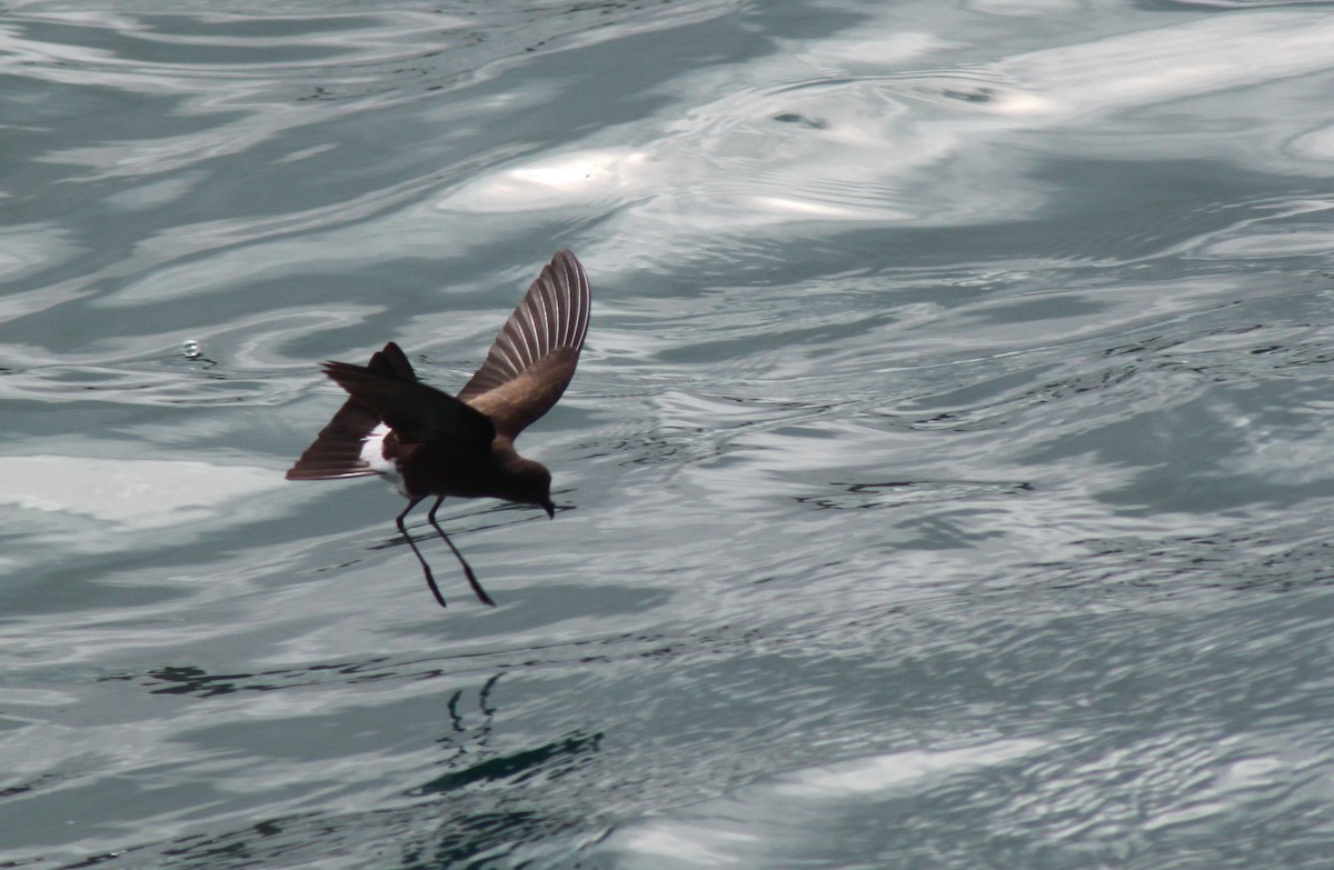 Wedge-rumped Storm-Petrel - ML652943169