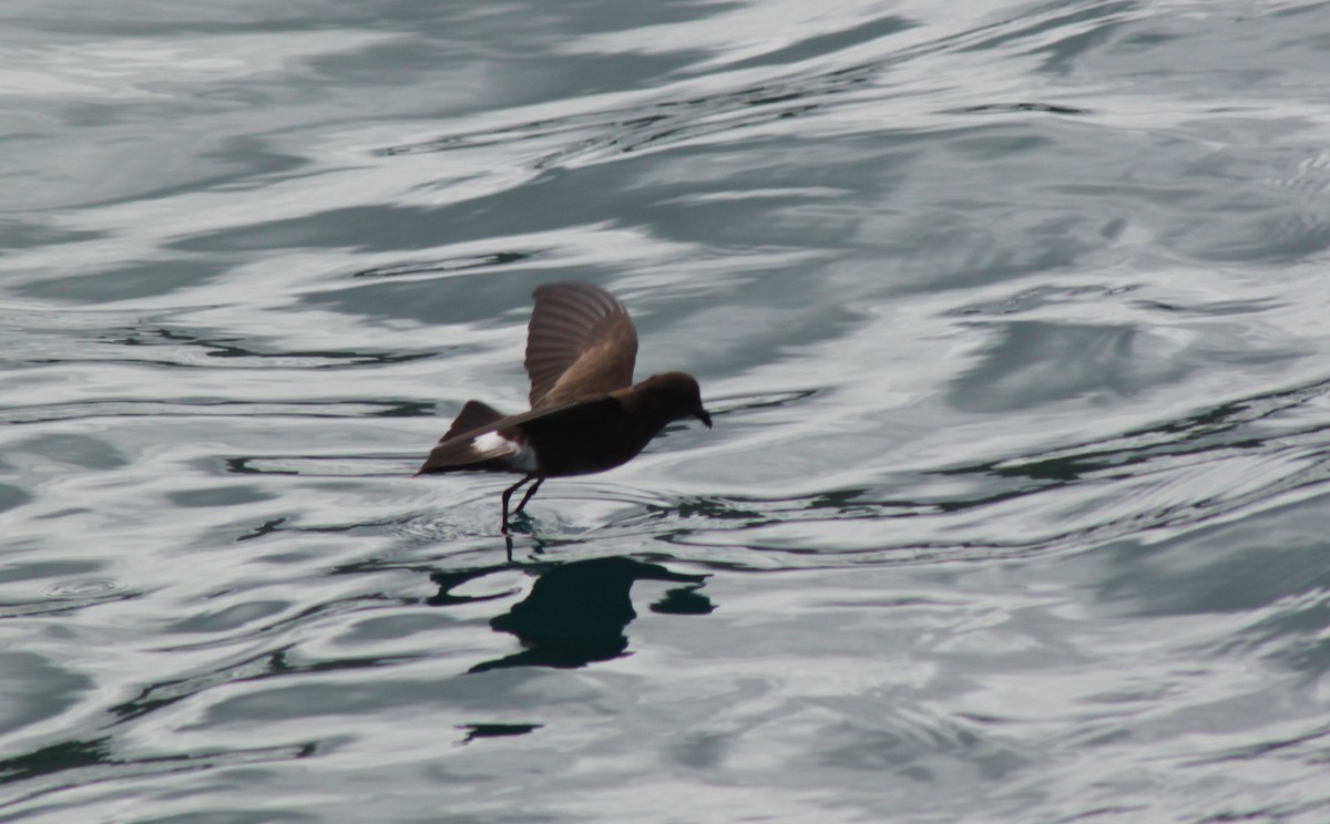Elliot's Storm-Petrel - ML652943197