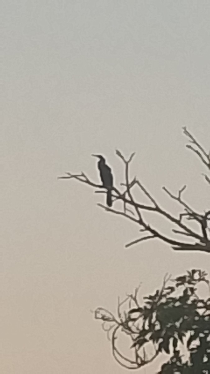 Американская змеешейка - ML652943212