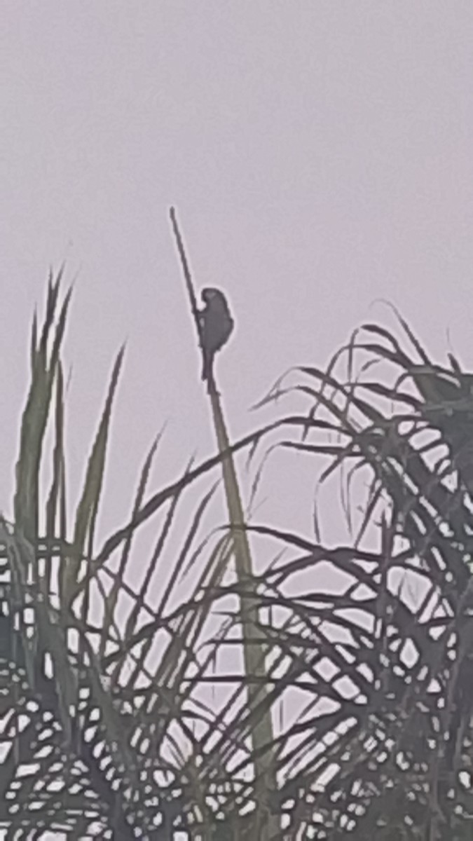 Каштановолобый ара - ML652943269