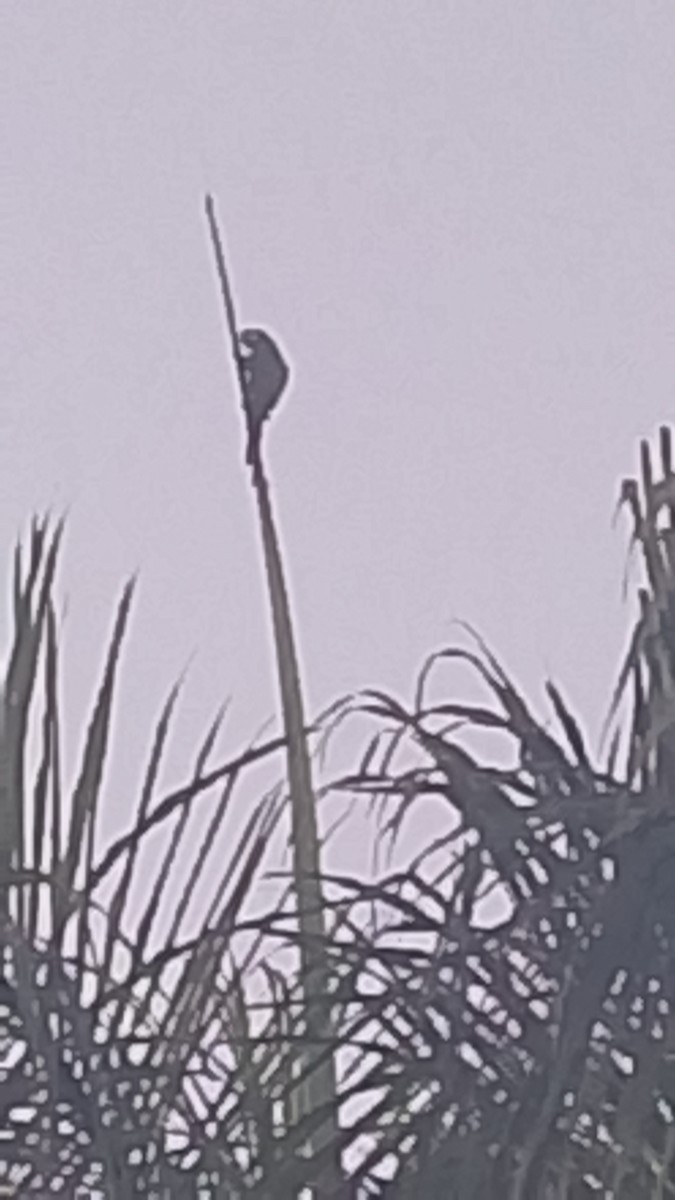 Каштановолобый ара - ML652943286