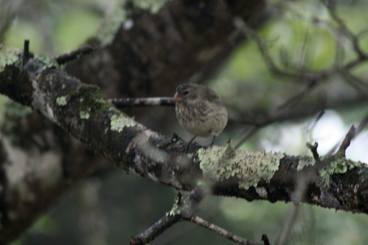 Vegetarian Finch - ML652943459