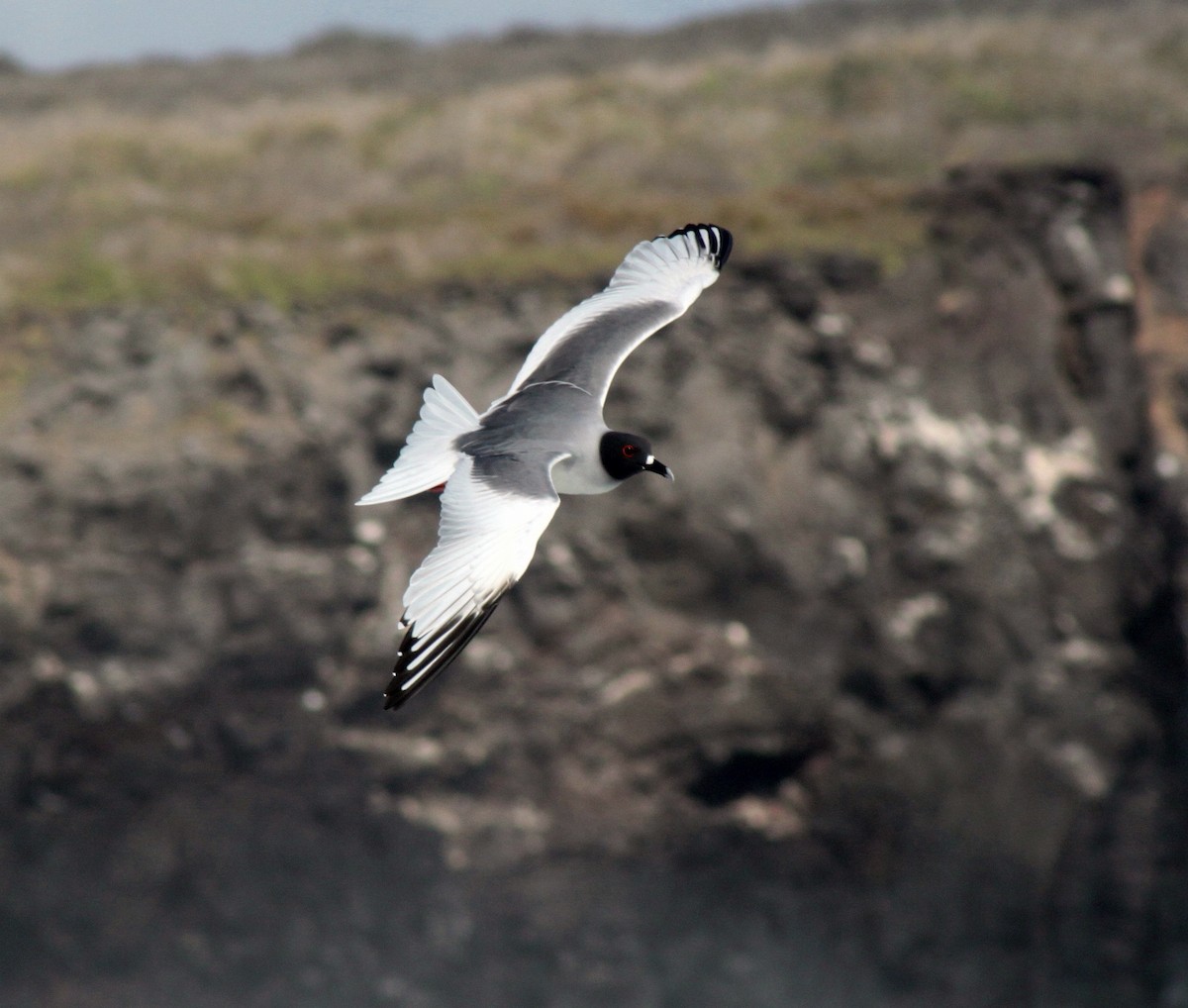 Antxeta miru-buztana - ML652943602