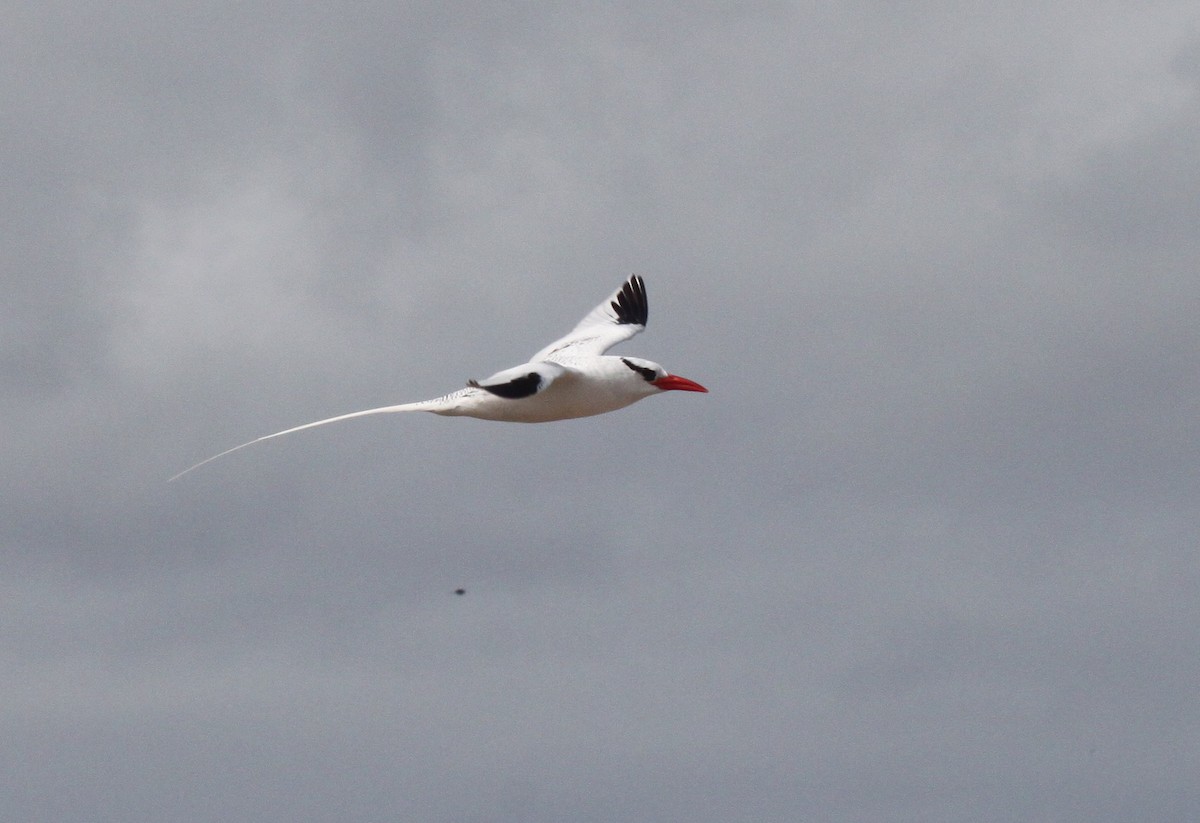 Faeton mokogorria - ML652943656