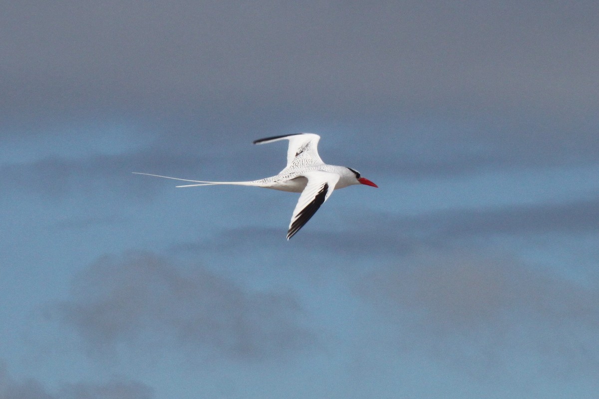 Faeton mokogorria - ML652943672