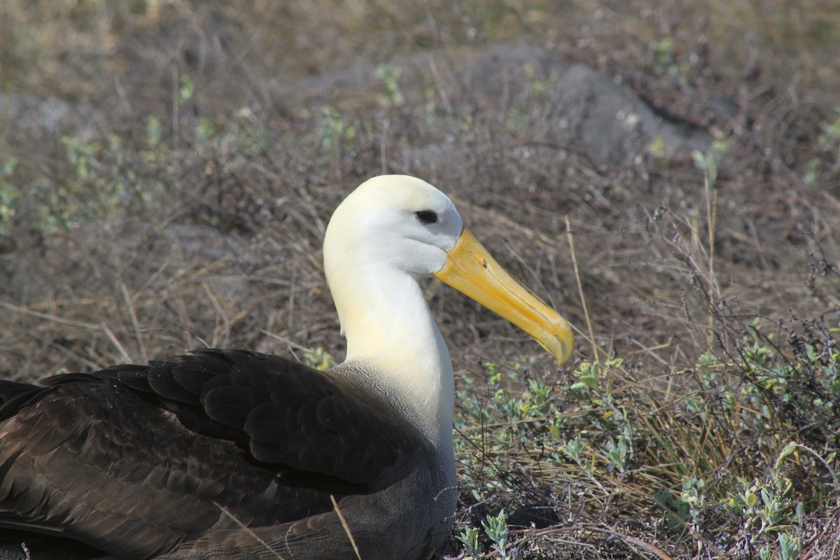 Albatros galapagoarra - ML652943761