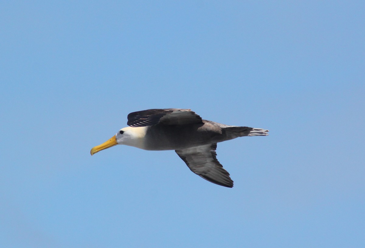 Albatros galapagoarra - ML652943796