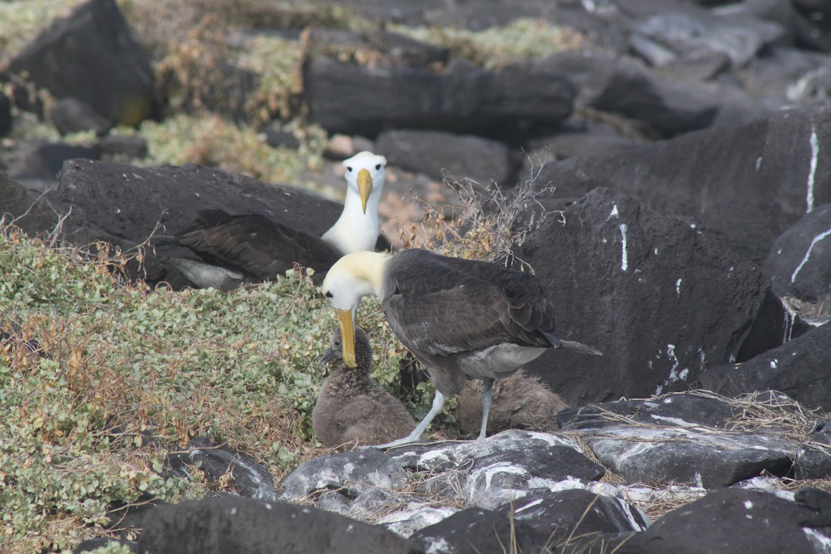 Albatros galapagoarra - ML652943876