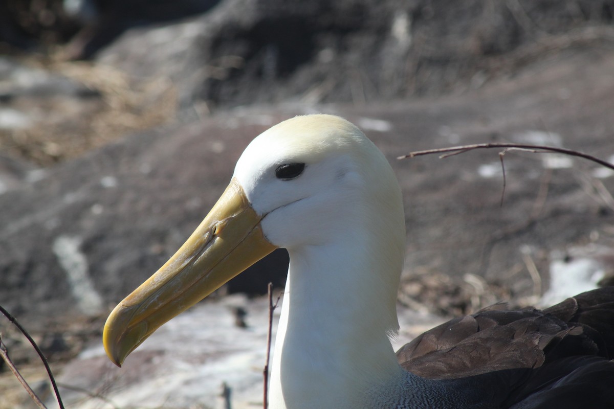 Albatros galapagoarra - ML652943923