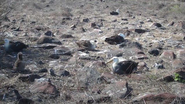 Albatros galapagoarra - ML652943998