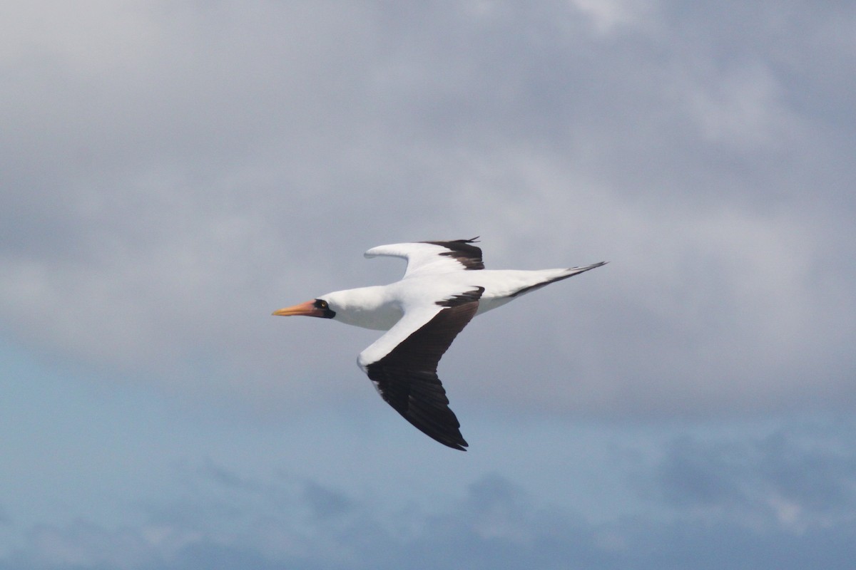 Zanga galapagoarra - ML652944013