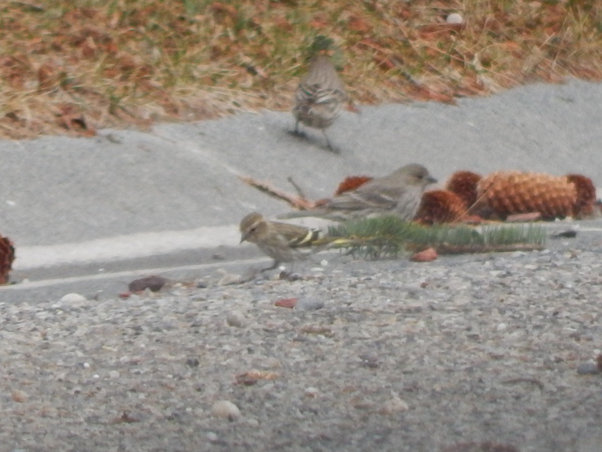 Pine Siskin - ML652944094