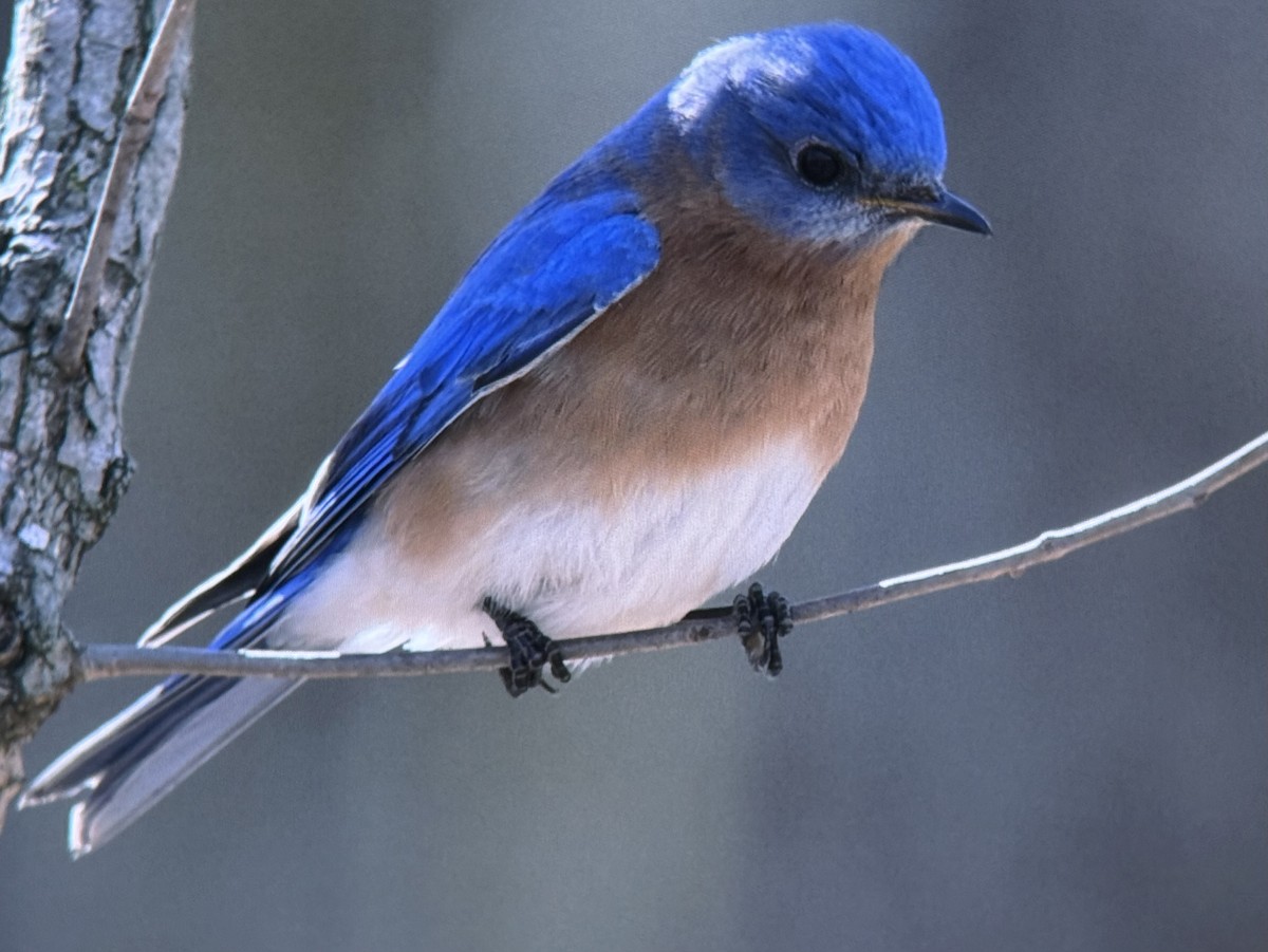 Eastern Bluebird - ML652946631