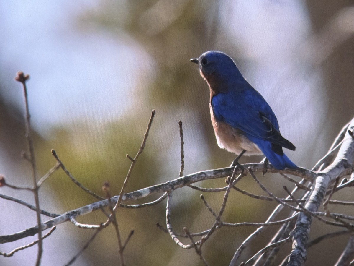 Eastern Bluebird - ML652946839