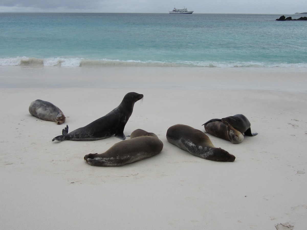 Galápagos Sea Lion - ML652946844