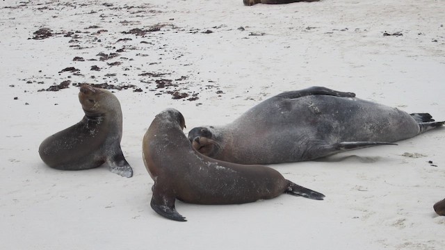Galápagos Sea Lion - ML652946908