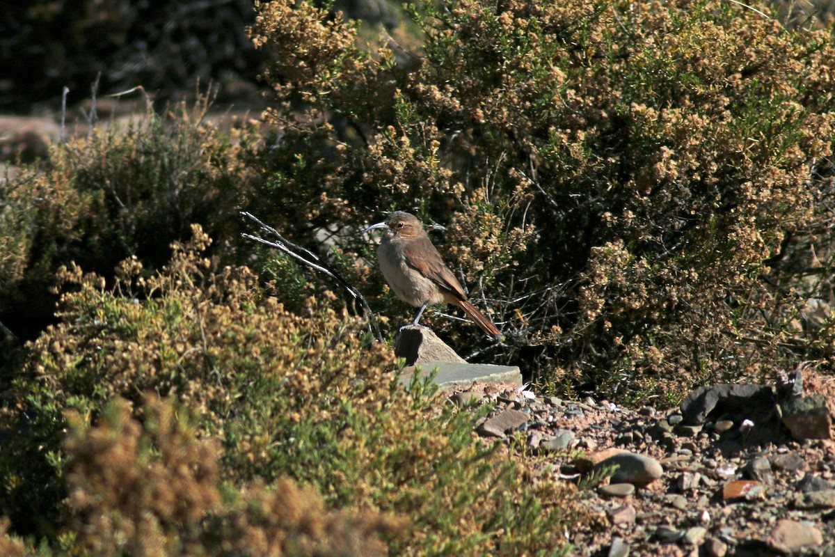 Sarımsı Madenci - ML65294691