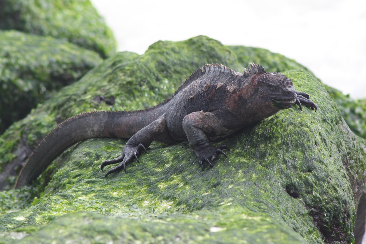 Española Marine Iguana - ML652946942