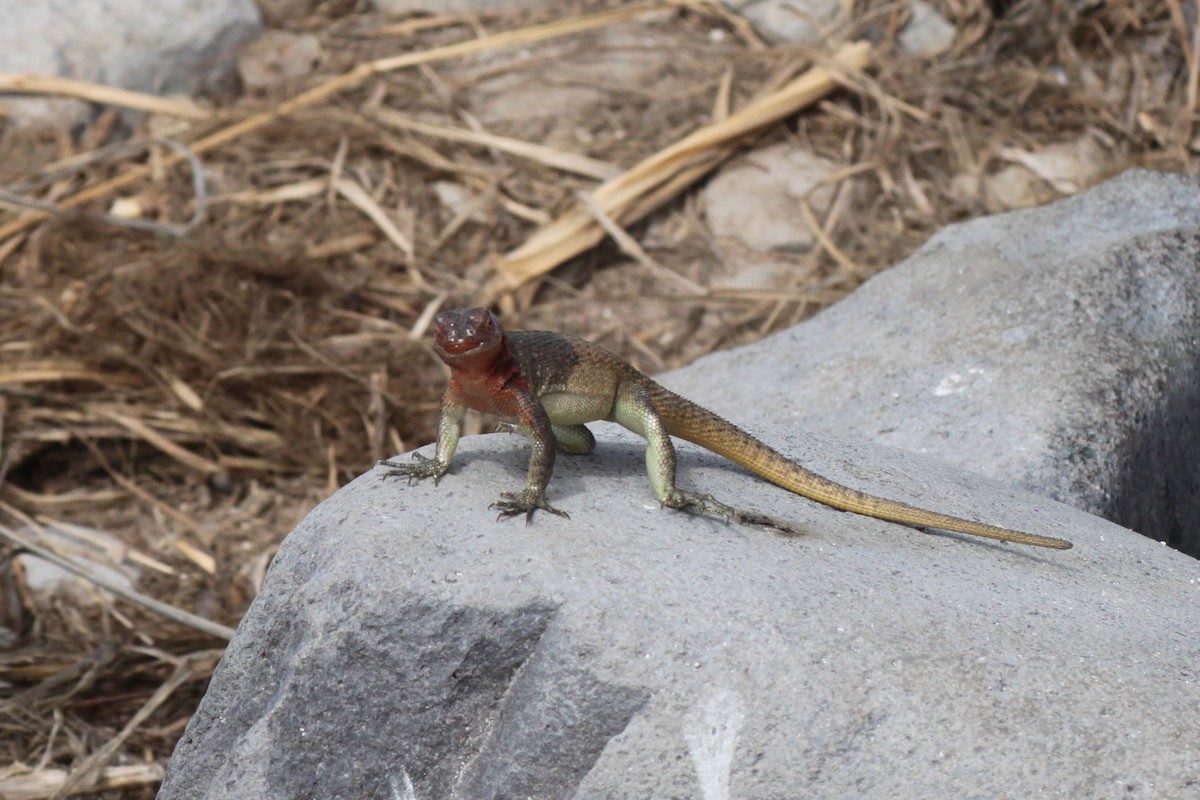 Española Lava Lizard - ML652946988
